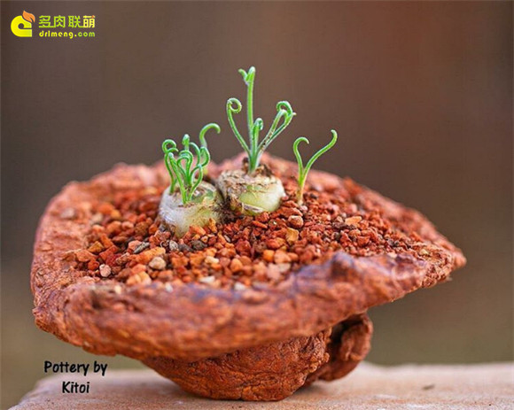 艺术般的块根多肉盆景 albuca-namaquensis