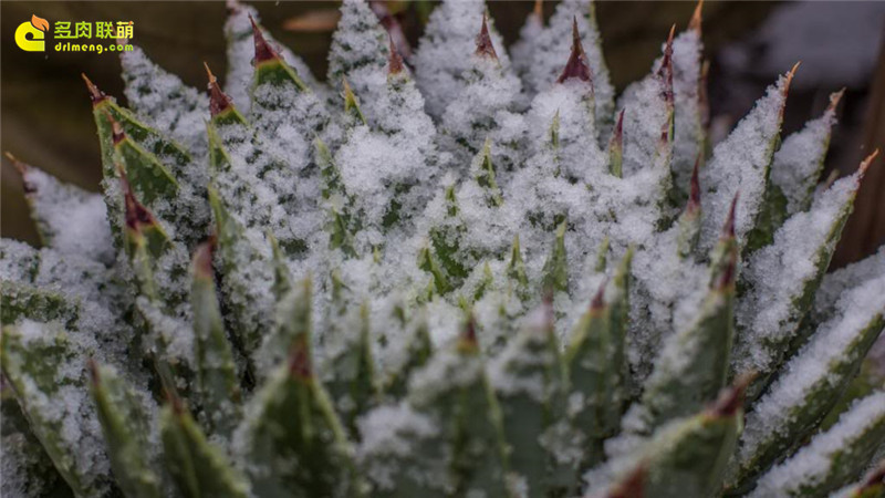 大雪中的多肉植物