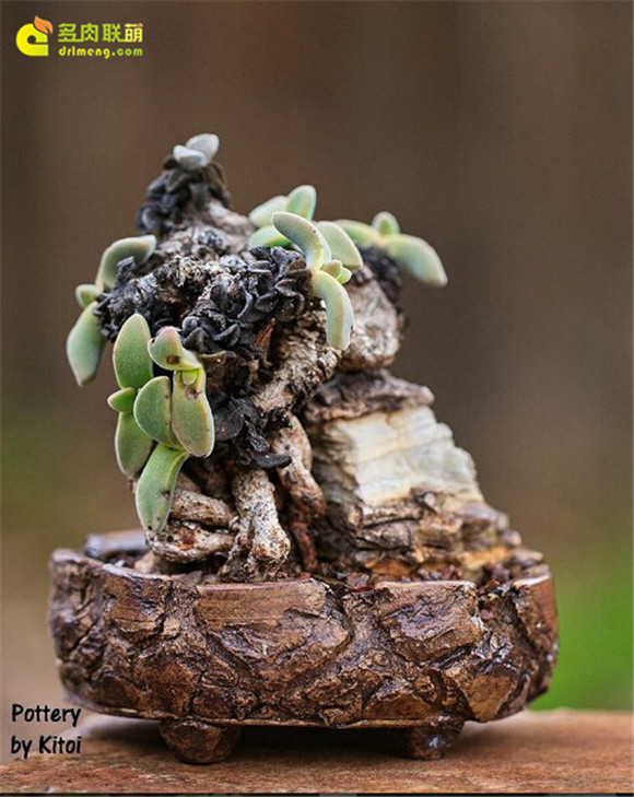 艺术般的块根多肉盆景 aloinopsis-peersii
