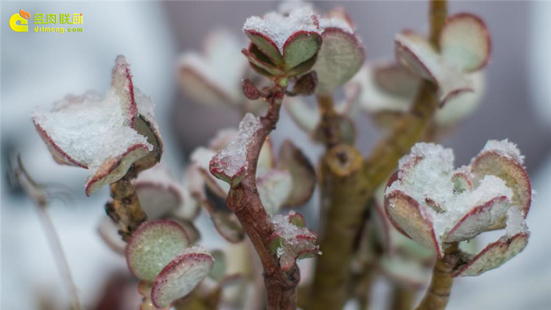 大雪中的多肉植物