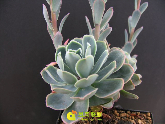  尺素 Echeveria chazaroi 