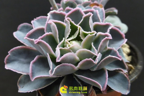 尺素 Echeveria chazaroi 