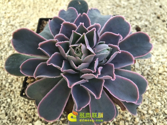  尺素 Echeveria chazaroi 