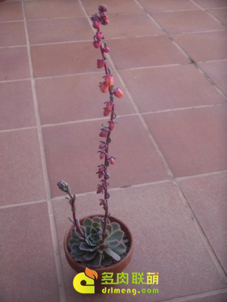  尺素 Echeveria chazaroi 开花