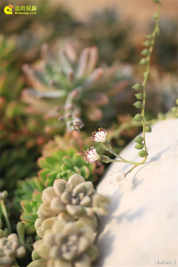 ​珍珠吊兰的花