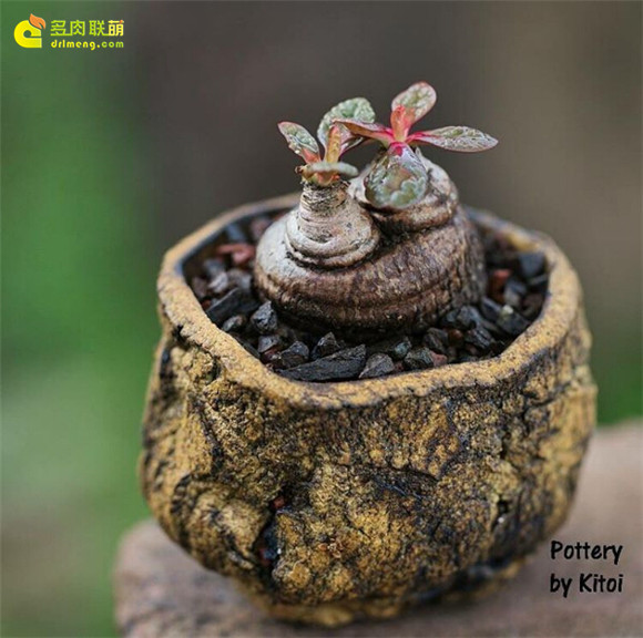 艺术般的块根多肉盆景 euphorbia-ecklonii