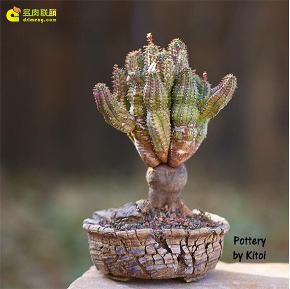 艺术般的块根多肉盆景 euphorbia-tubiglans