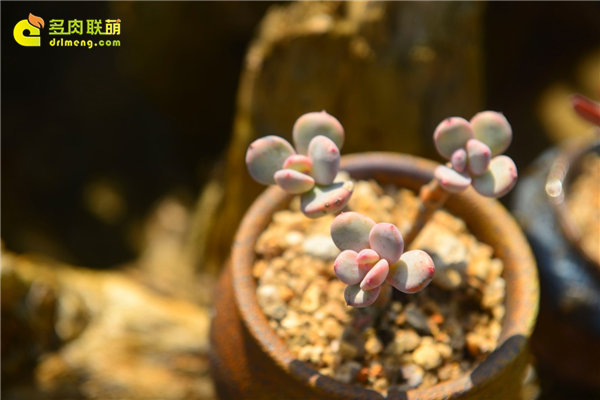 多肉游记农村里的露养多肉植物老桩