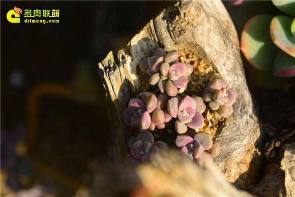 多肉游记农村里的露养多肉植物老桩