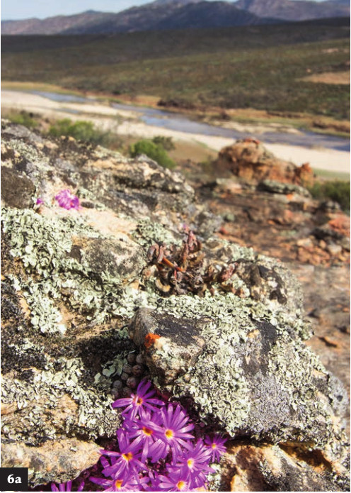 （6a）C.minusculum ssp. minusculum'paucilineatum‘【小M】， 在Clanwilliam南部南非茶种植园中的一个风化砂石穴中。 