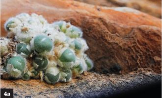 矮小的多肉植物Conophytum（肉锥）N.E.Br的分布，产地及保护