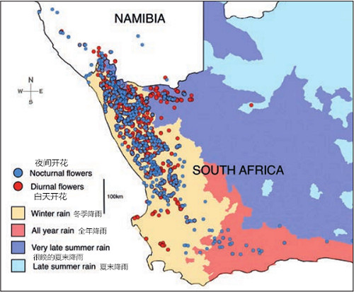 图一： Conophytum物种及子物种中昼开和夜开花在非洲西南部的分布。由于南非的季节性降雨特点，该物种的分布的临界值被强调了出来。
