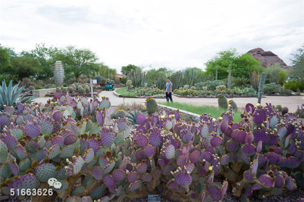 菲尼克斯沙漠植物园-11