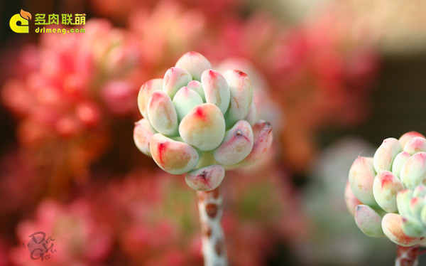 粉色系多肉植物