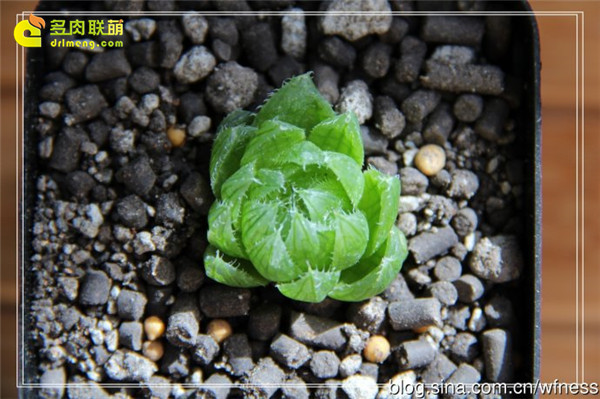 樱水晶 多肉植物