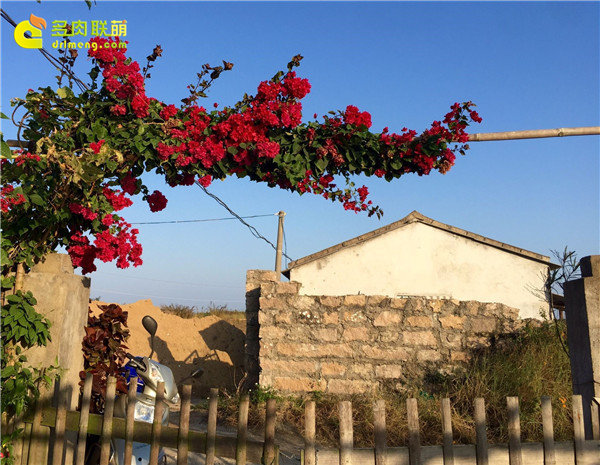 多肉植物游记之农家乐