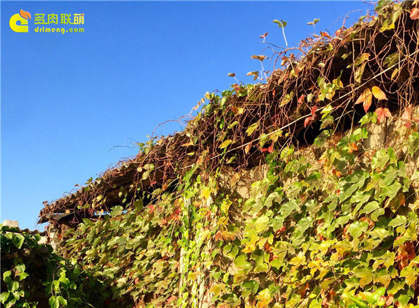 多肉植物游记之农家乐