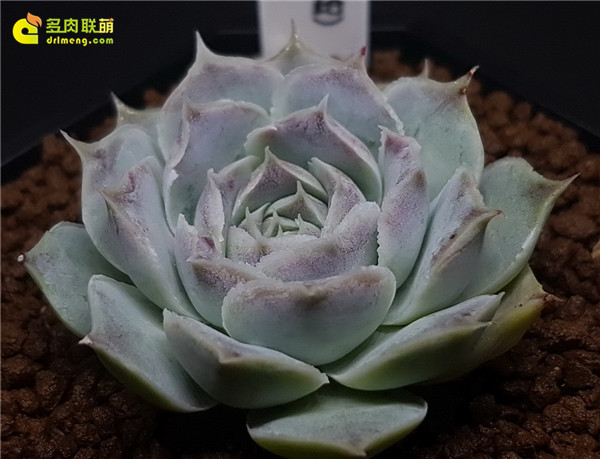 Echeveria sp Gilo, Hidalgo 财路