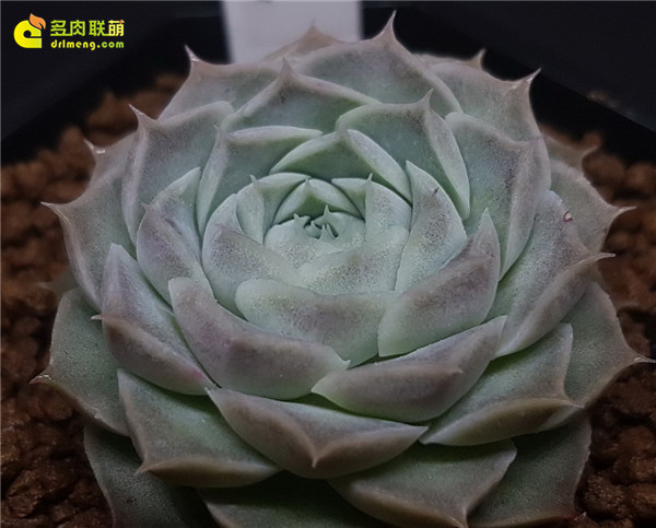 Echeveria elegans 'Hyaliana' 海琳娜