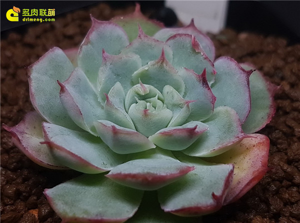 Echeveria chazaroi hyb.