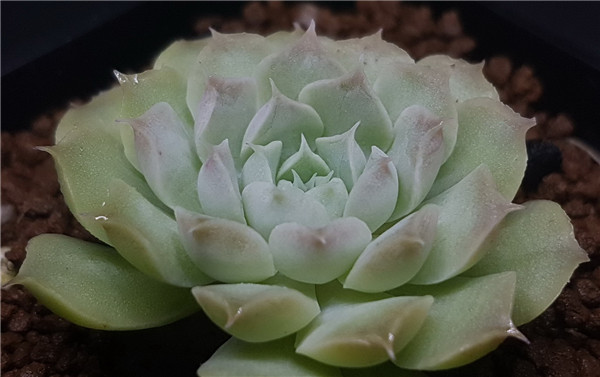 Echeveria elegans La Paz 拉帕兹月影