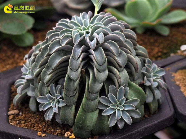 Echeveria  'Fantastic Fountain' 奇幻喷泉