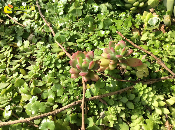 泉州养护的多肉植物