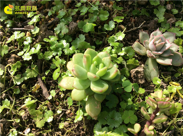 泉州养护的多肉植物