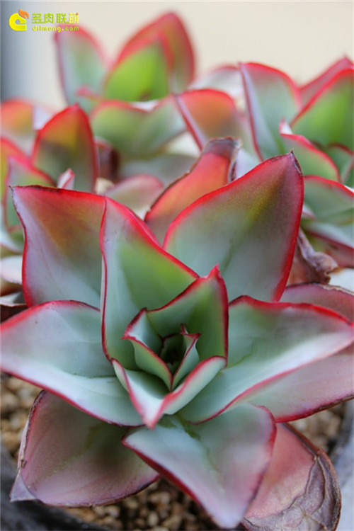 钢叶莲 Echeveria subrigida