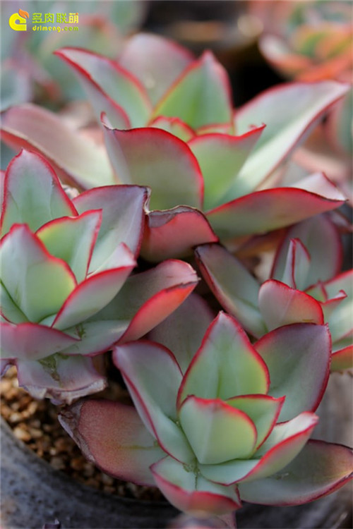 钢叶莲 Echeveria subrigida