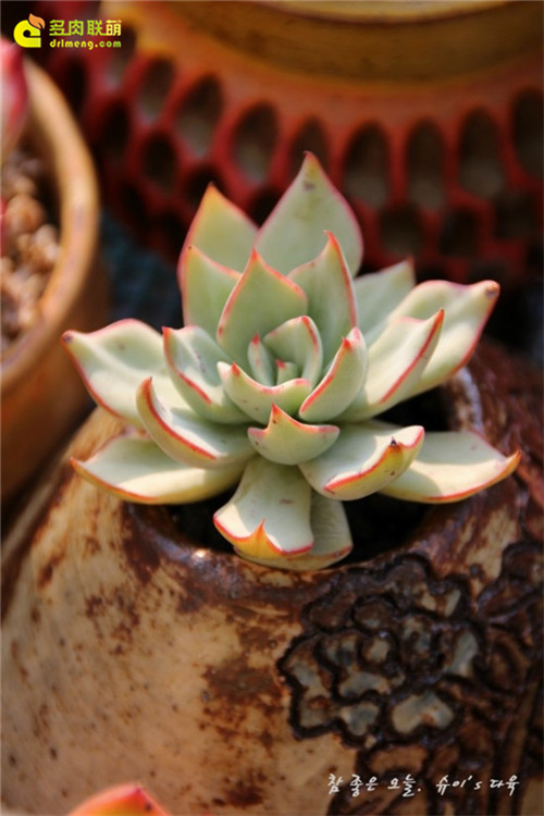 剑司诺瓦 Echeveria strictiflora v nova