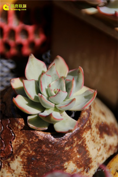 剑司诺瓦 Echeveria strictiflora v nova