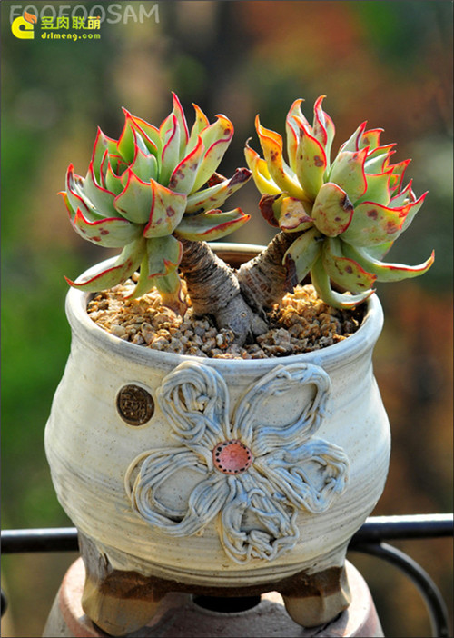 剑司诺瓦 Echeveria strictiflora v nova