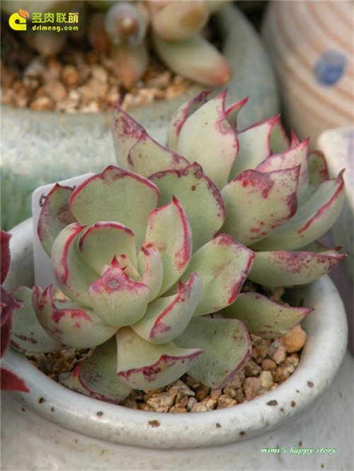 剑司诺瓦 Echeveria strictiflora v nova