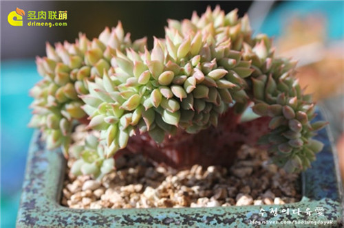 鸡冠花，拉姆雷特（Echeveria Lamillette）缀化