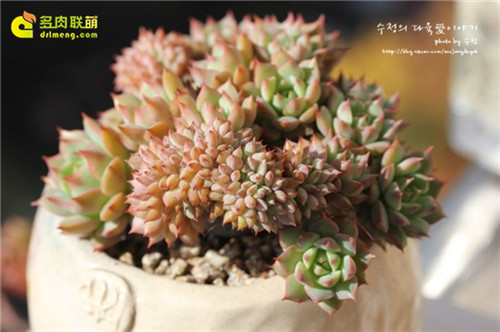 鸡冠花，拉姆雷特（Echeveria Lamillette）缀化