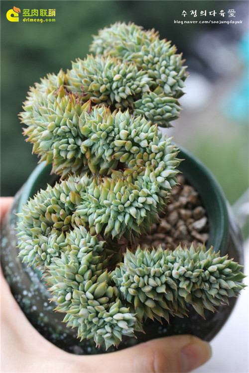 鸡冠花，拉姆雷特（Echeveria Lamillette）缀化