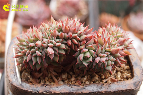 鸡冠花，拉姆雷特（Echeveria Lamillette）缀化