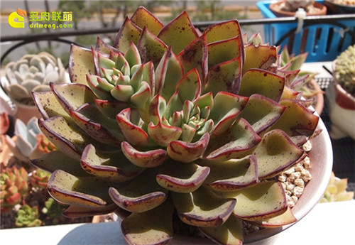 里加 Echeveria Riga