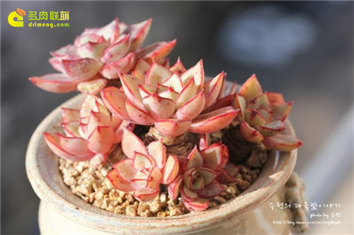 里加 Echeveria Riga