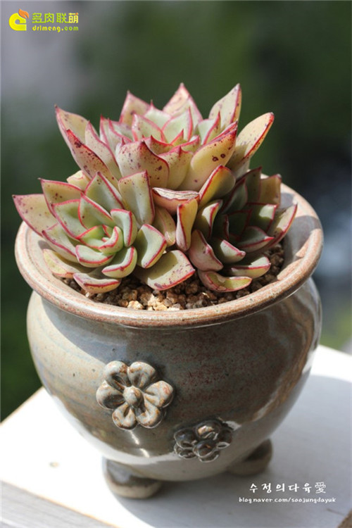 里加 Echeveria Riga