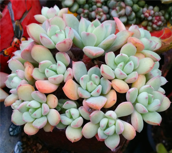 蜜糖 Echeveria sugared