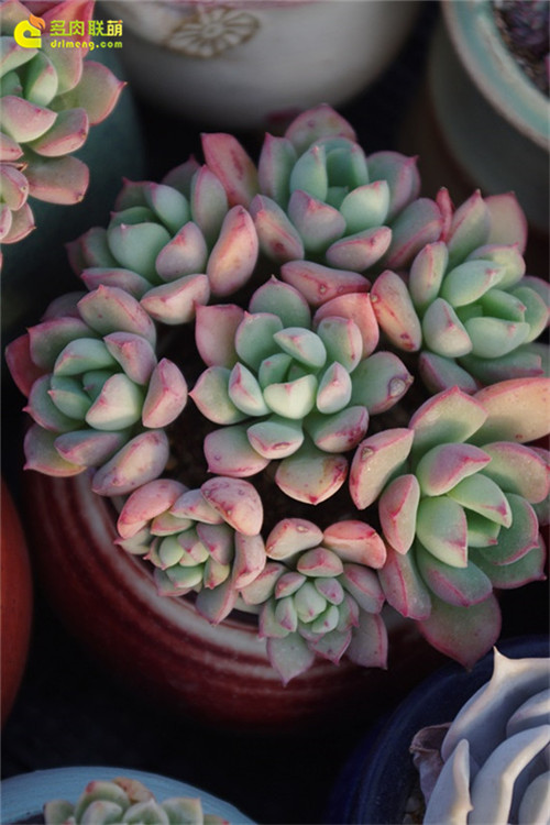 蜜糖 Echeveria sugared