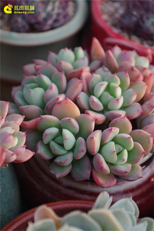 蜜糖 Echeveria sugared