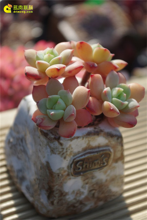 蜜糖 Echeveria sugared