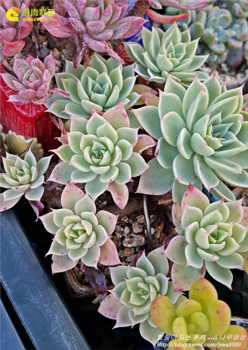 三色堇 Echeveria Pansy