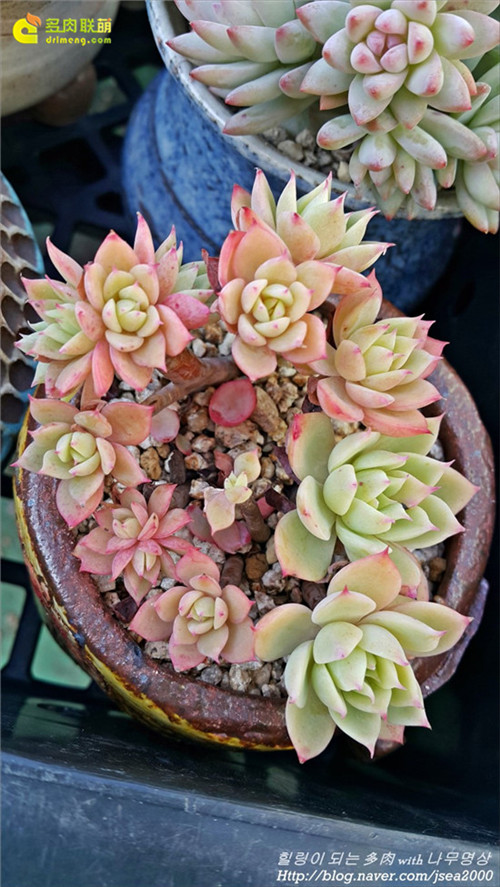 粉色系多肉植物三色堇 Echeveria Pansy