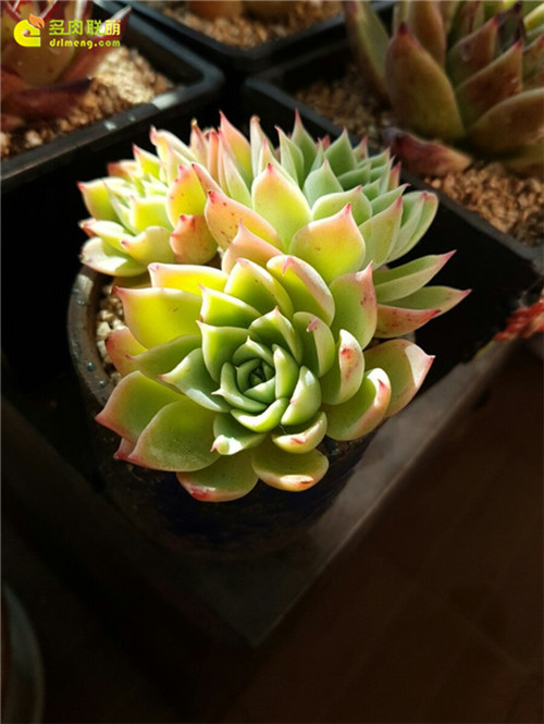 三色堇 Echeveria Pansy