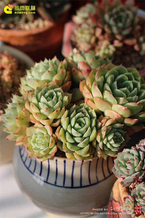 酸橙辣椒 Echeveria Lime & Chili