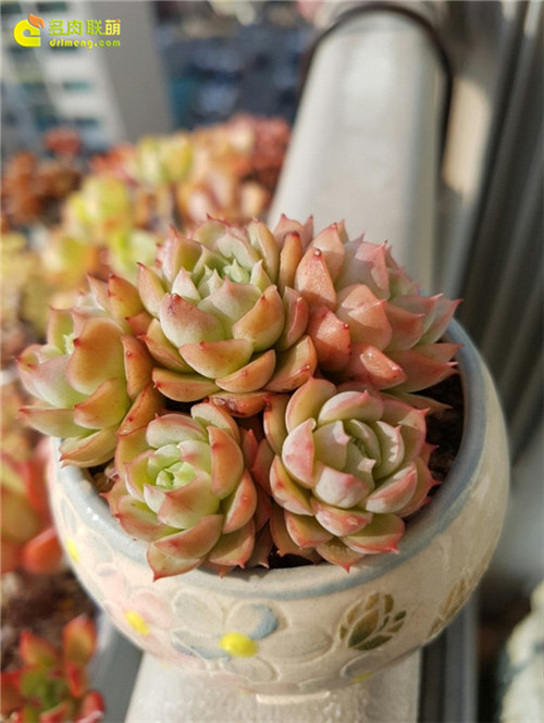 酸橙辣椒 Echeveria Lime & Chili